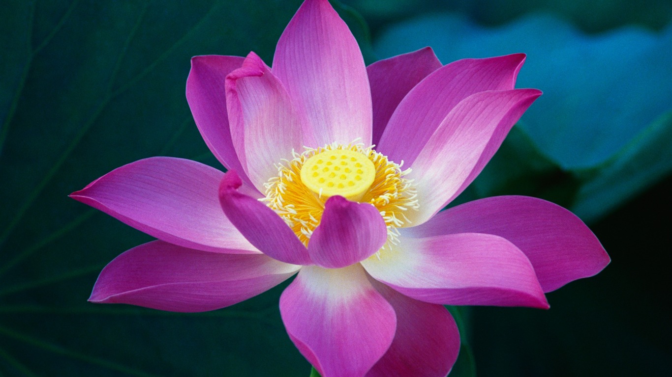 探索莲花之美，精选莲花图片大全
